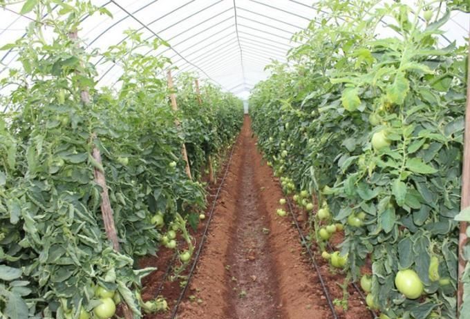 無土栽培，無土栽培技術(shù)，無土栽培設(shè)備