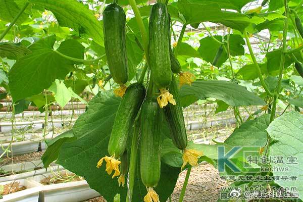 無土栽培，無土栽培技術，無土栽培設備