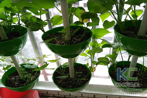 無土栽培，無土栽培技術，無土栽培設備