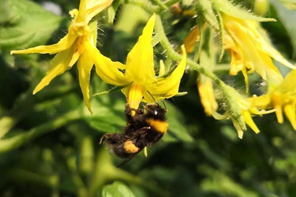 無土栽培，無土栽培技術(shù)，無土栽培設(shè)備