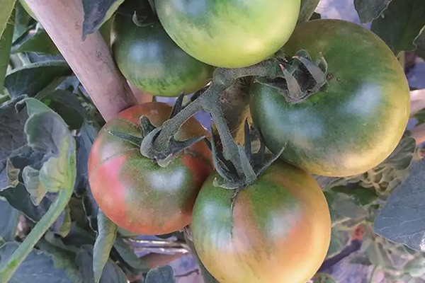 無(wú)土栽培，無(wú)土栽培技術(shù)，無(wú)土栽培設(shè)備