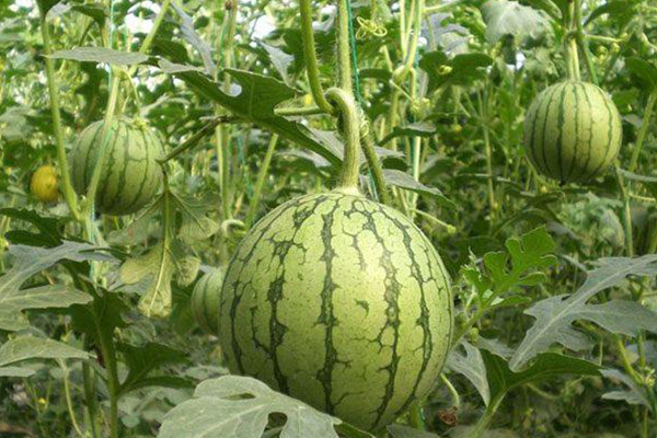 無土栽培，無土栽培技術(shù)，無土栽培設(shè)備