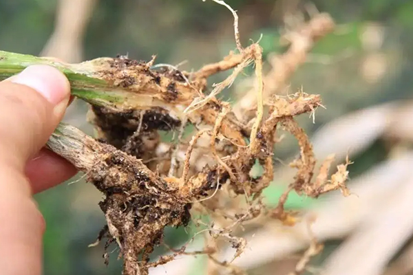 無(wú)土栽培，無(wú)土栽培技術(shù)，無(wú)土栽培設(shè)備