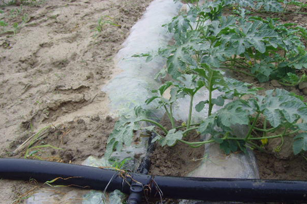 無土栽培，無土栽培技術(shù)，無土栽培設(shè)備