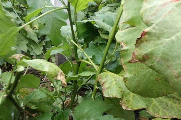 無(wú)土栽培，無(wú)土栽培技術(shù)，無(wú)土栽培設(shè)備