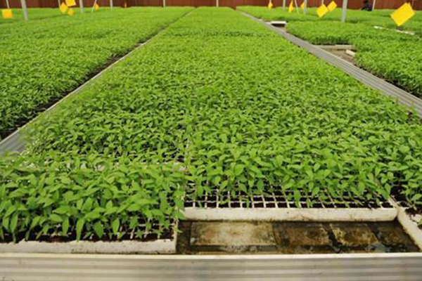 無土栽培，無土栽培技術，無土栽培設備