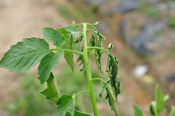 無(wú)土栽培，無(wú)土栽培技術(shù)，無(wú)土栽培設(shè)備