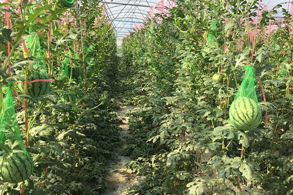 無土栽培，無土栽培技術(shù)，無土栽培設(shè)備