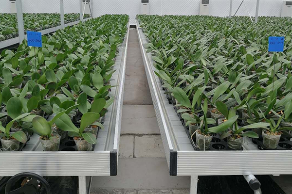 無土栽培，無土栽培技術，無土栽培設備