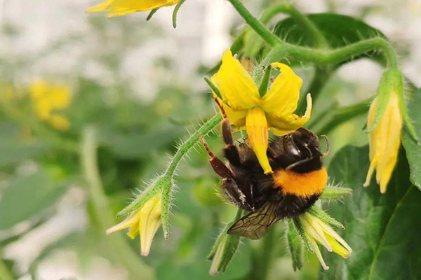 無土栽培，無土栽培技術(shù)，無土栽培設(shè)備