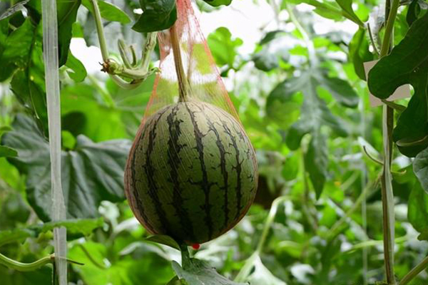 無土栽培，無土栽培技術(shù)，無土栽培設(shè)備