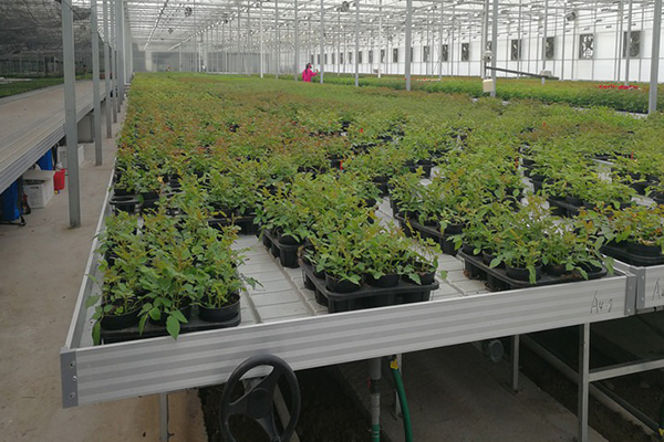 無土栽培，無土栽培技術，無土栽培設備