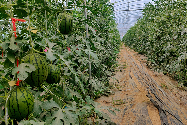 無土栽培，無土栽培技術(shù)，無土栽培設(shè)備