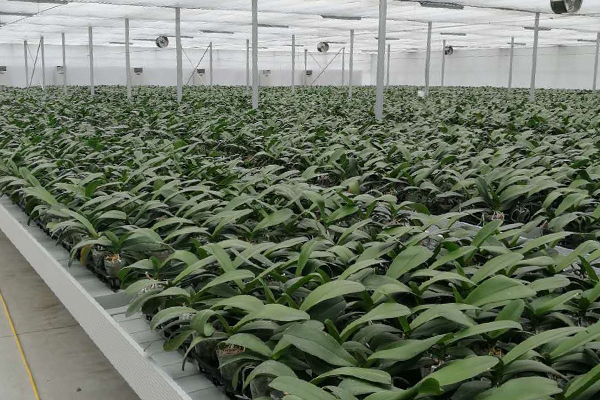 無土栽培，無土栽培技術，無土栽培設備