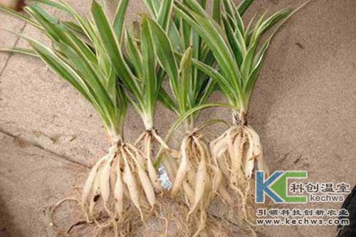 無土栽培，無土栽培技術(shù)，無土栽培設(shè)備