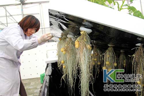 無(wú)土栽培，無(wú)土栽培技術(shù)，無(wú)土栽培設(shè)備