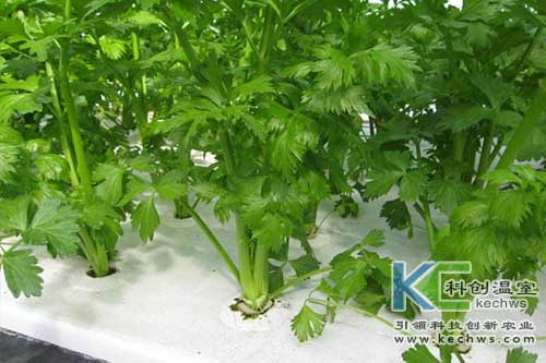 無土栽培，無土栽培技術(shù)，無土栽培設(shè)備