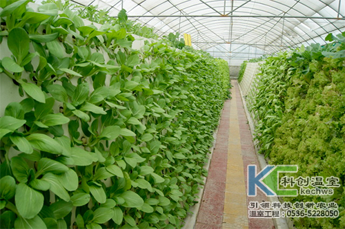 無(wú)土栽培,無(wú)土栽培技術(shù),優(yōu)點(diǎn)