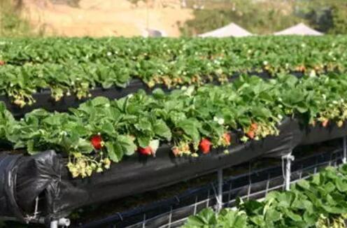 無土栽培，無土栽培技術(shù)，無土栽培設(shè)備