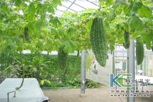 無土栽培，無土栽培技術，無土栽培設備