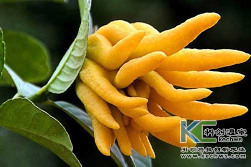 無土栽培，無土栽培技術，無土栽培設備