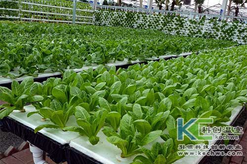 無土栽培,無土栽培技術,營養液膜無土栽培