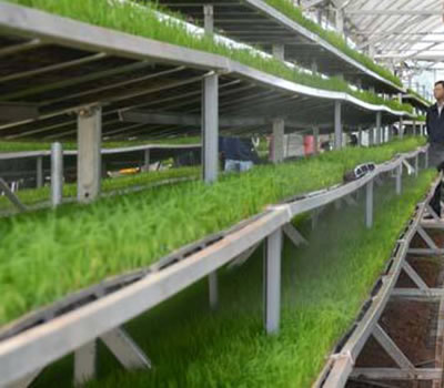 無(wú)土栽培,無(wú)土栽培技術(shù),無(wú)土栽培設(shè)備