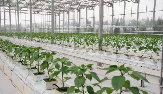 無(wú)土栽培，無(wú)土栽培技術(shù)，無(wú)土栽培設(shè)備