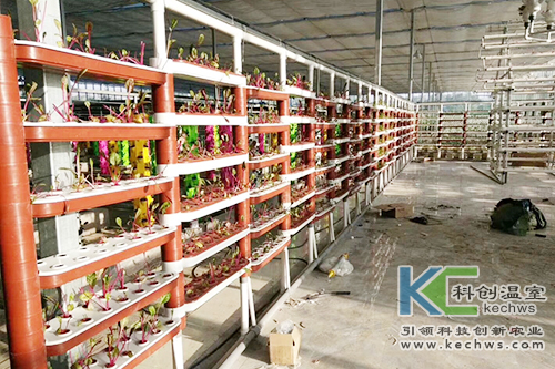 無土栽培,基質栽培,水培