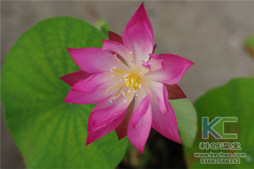 無土栽培，無土栽培技術，無土栽培設備