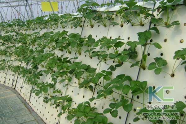 無土栽培，無土栽培技術(shù)，無土栽培設(shè)備