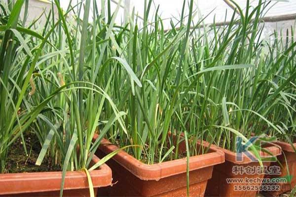 無土栽培，無土栽培技術，無土栽培設備