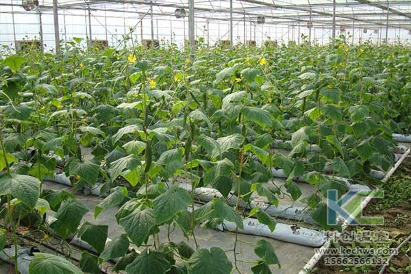 無土栽培，無土栽培技術