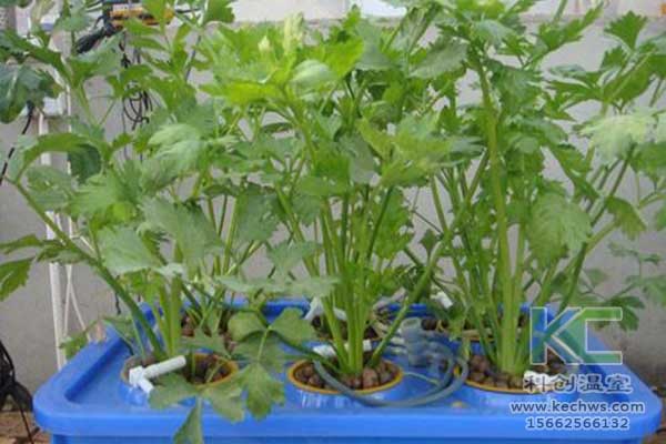 無土栽培，無土栽培技術，無土栽培設備