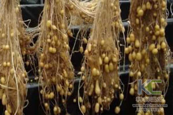 無(wú)土栽培，無(wú)土栽培技術(shù)