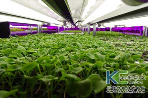 無土栽培，無土栽培技術(shù)，無土栽培設(shè)備