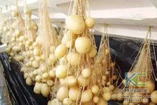 無土栽培，無土栽培技術，無土栽培設備