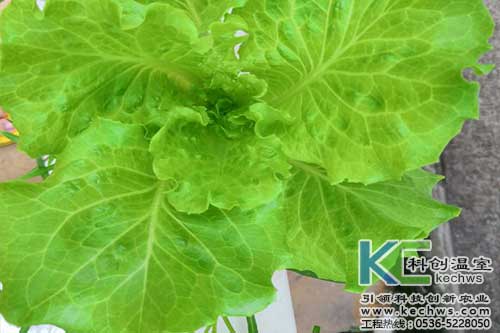 無土栽培，無土栽培技術，無土栽培設備