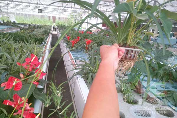 無土栽培，無土栽培技術，無土栽培設備