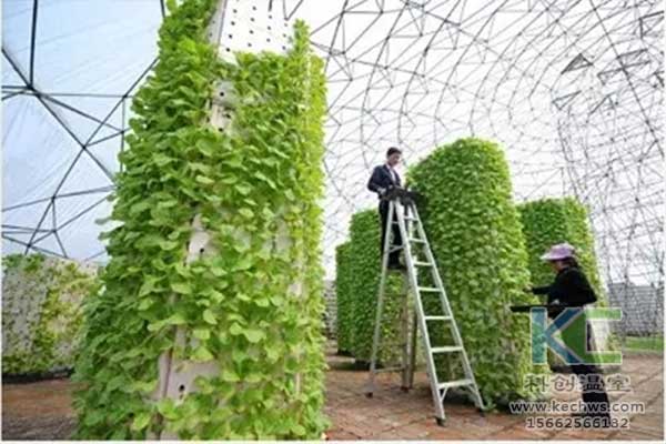 無土栽培，無土栽培技術，無土栽培設備