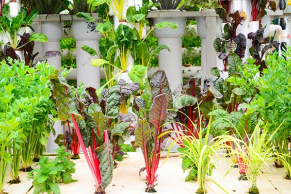 無土栽培，無土栽培技術(shù)，無土栽培設(shè)備