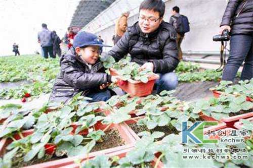 無土栽培，無土栽培技術，無土栽培設備