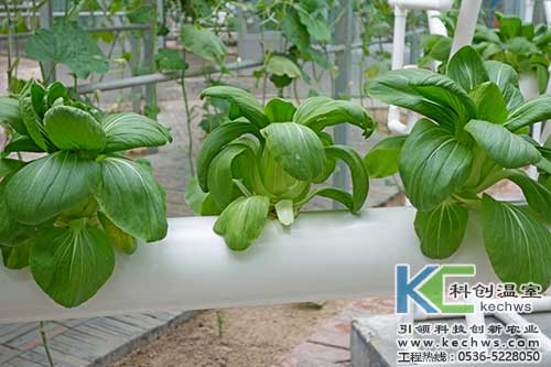 無土栽培,無土栽培技術(shù),無土栽培設(shè)備