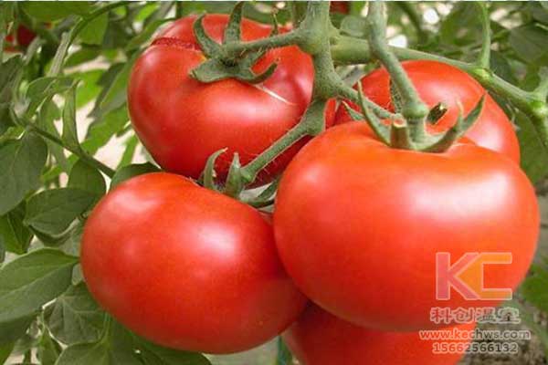 無土栽培，無土栽培技術，無土栽培設備