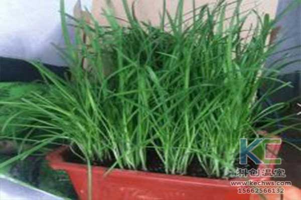 無土栽培，無土栽培技術，無土栽培設備