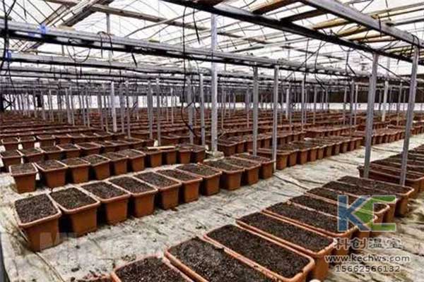 無(wú)土栽培，無(wú)土栽培技術(shù)，無(wú)土栽培設(shè)備