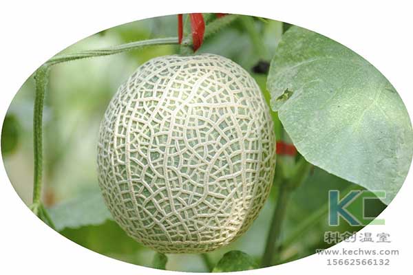 無(wú)土栽培，無(wú)土栽培技術(shù)，無(wú)土栽培設(shè)備