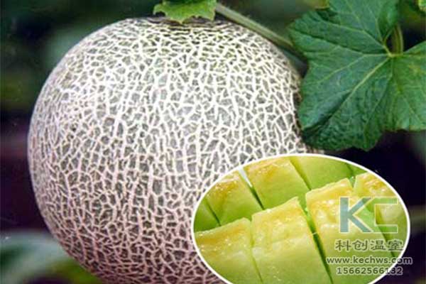 無(wú)土栽培，無(wú)土栽培技術(shù)，無(wú)土栽培設(shè)備