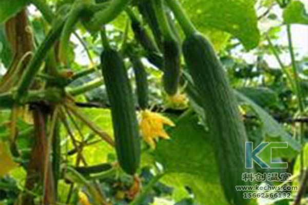 無土栽培，無土栽培技術，無土栽培設備