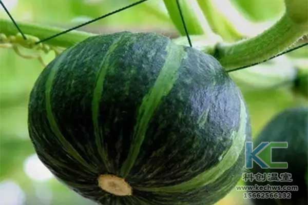 無土栽培，無土栽培技術，無土栽培設備